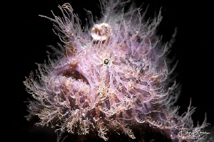 Hairy frogfish, Lembeh Strait, Sulawesi by Filip Staes 